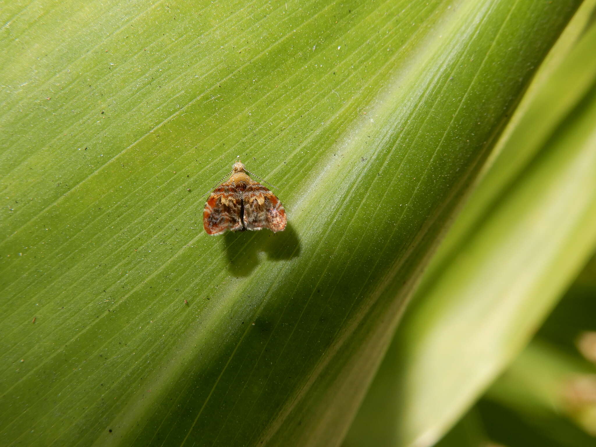 Image of Choreutis sexfasciella Sauber 1902