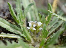 Imagem de Neotorularia torulosa (Desf.) Hedge & J. Léonard