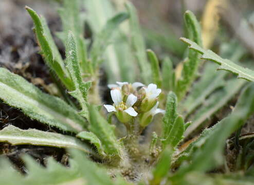 Image de Neotorularia torulosa (Desf.) Hedge & J. Léonard