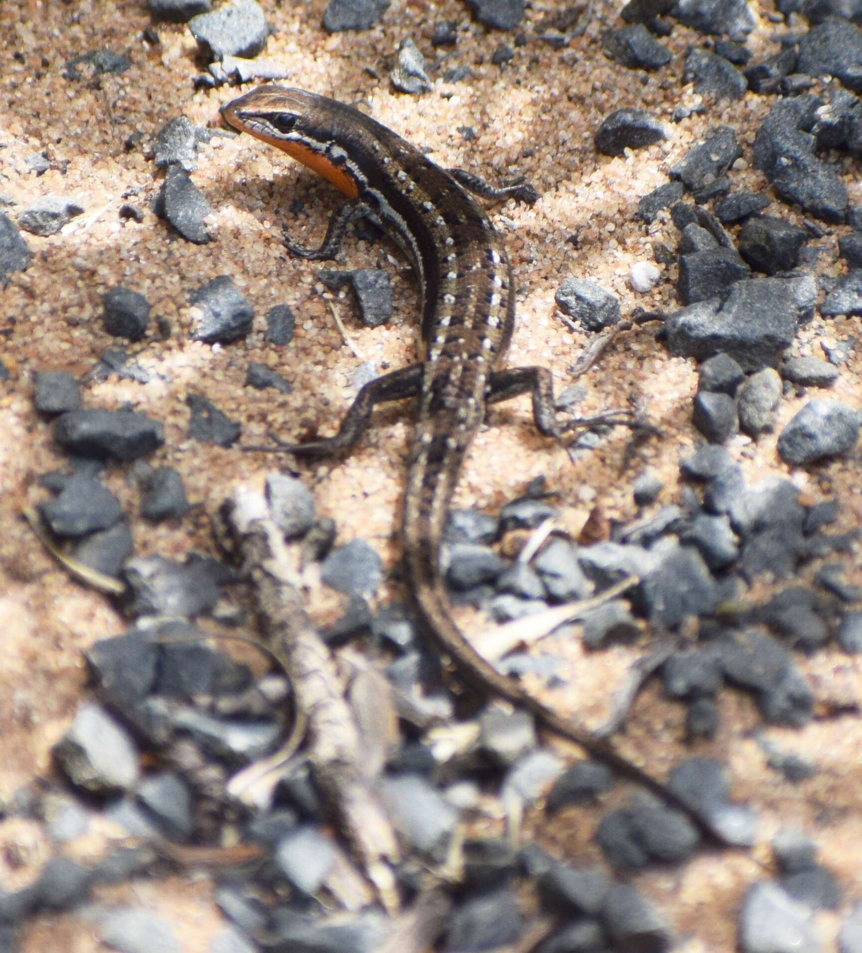 Image of West Coast Morethia Skink