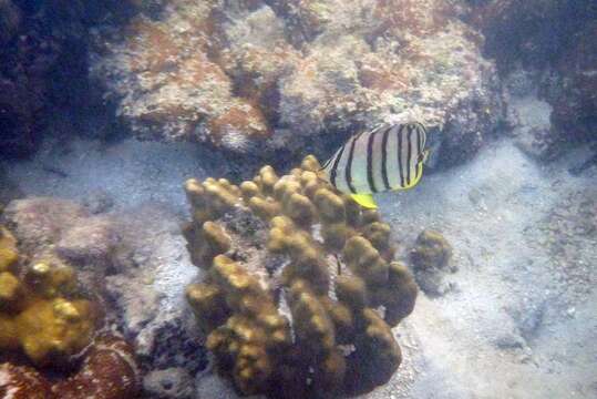 Image of Eight Banded Butterflyfish