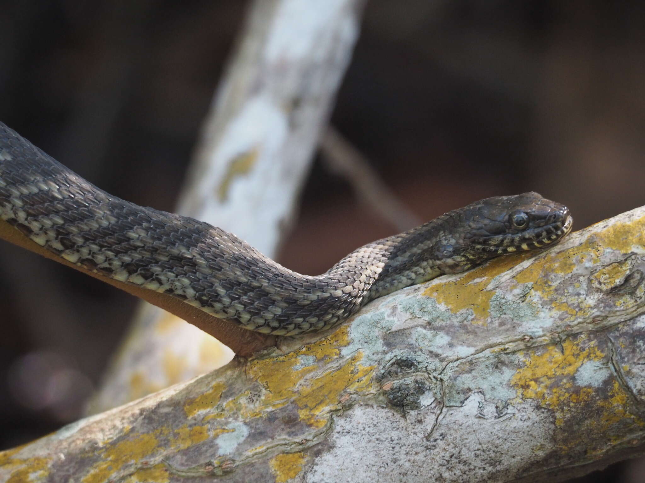 Imagem de Nerodia clarkii compressicauda Kennicott 1860