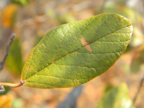 Imagem de Monotes madagascariensis Humbert