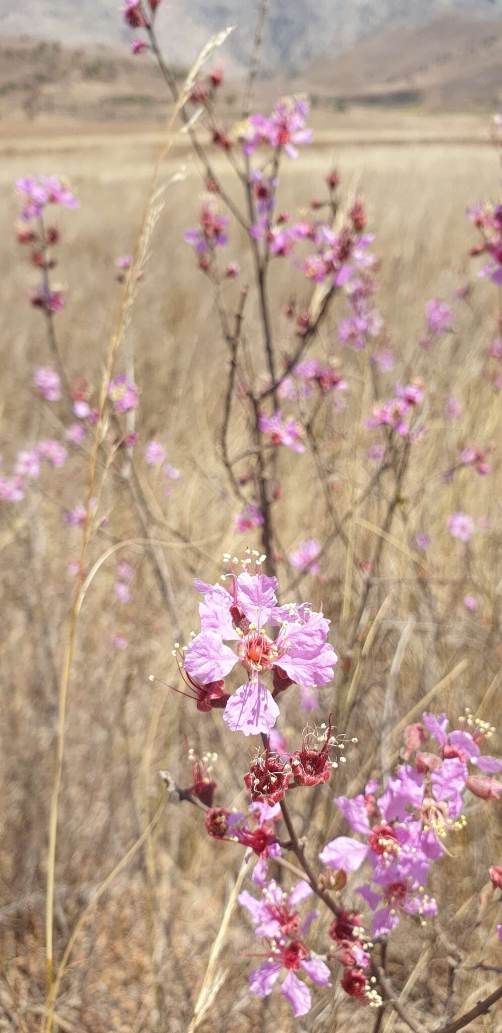 Koehneria madagascariensis (Baker) S. A. Graham, H. Tobe & P. Baas的圖片