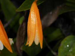 Image of Sobralia crocea (Poepp. & Endl.) Rchb. fil.
