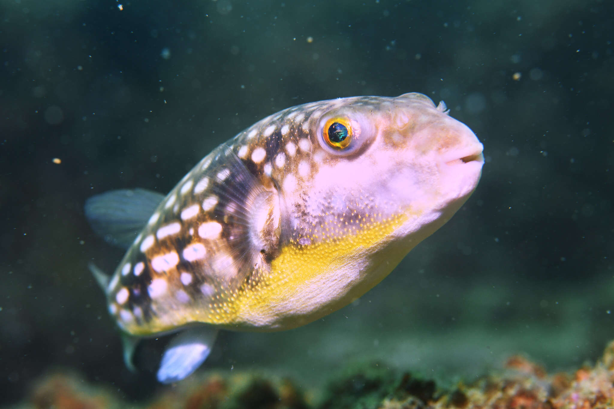 Image of Gangetic pufferfish