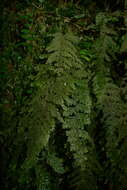 Image of Hymenophyllum frankliniae Col.