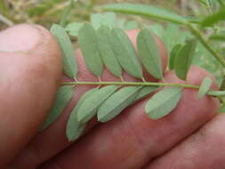 Indigofera sphaerocarpa A. Gray的圖片