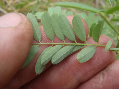 Indigofera sphaerocarpa A. Gray的圖片