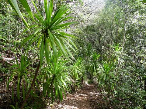 Image of Cordyline obtecta (Graham) Baker