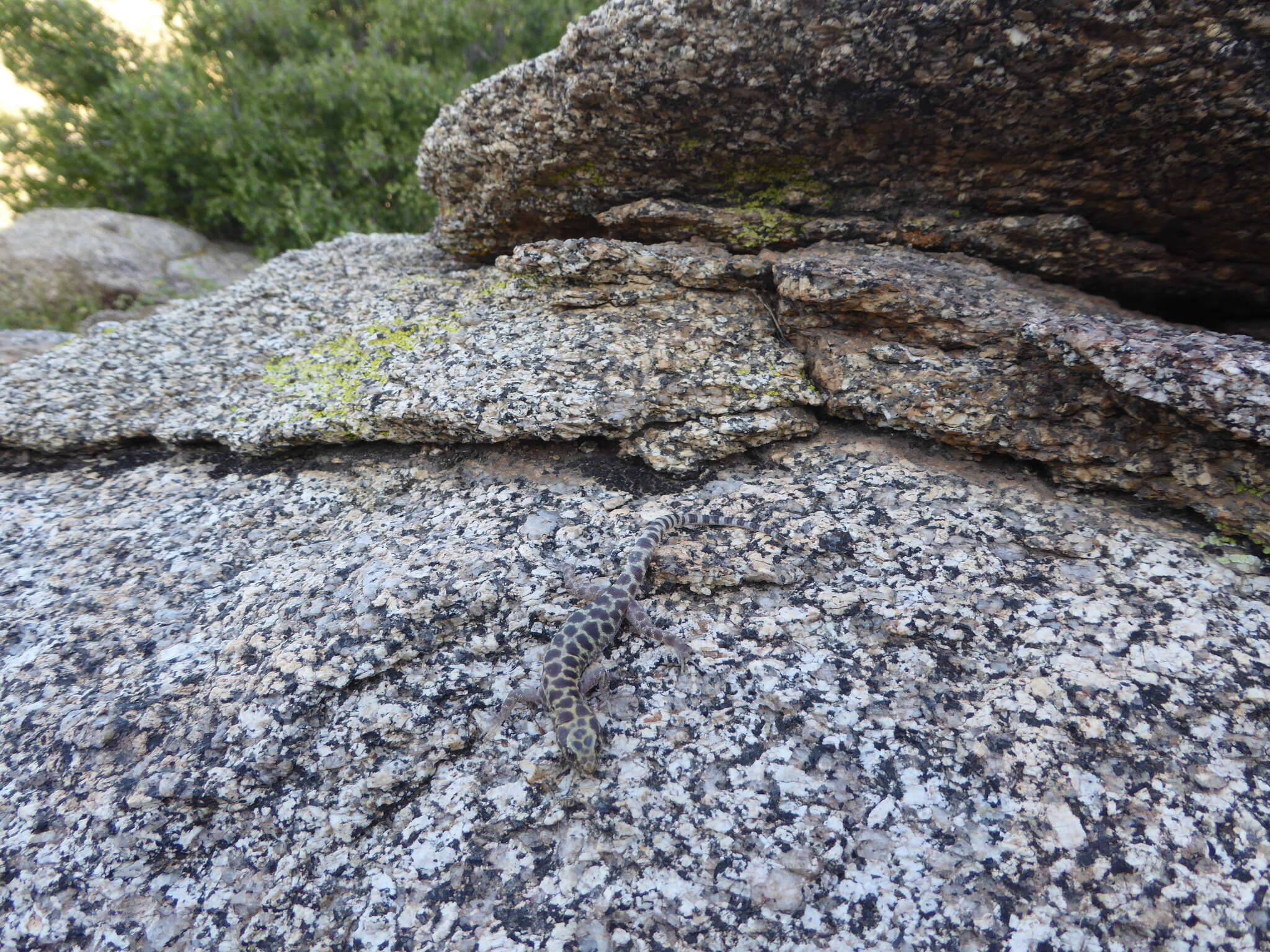 Image of Granite Night Lizard