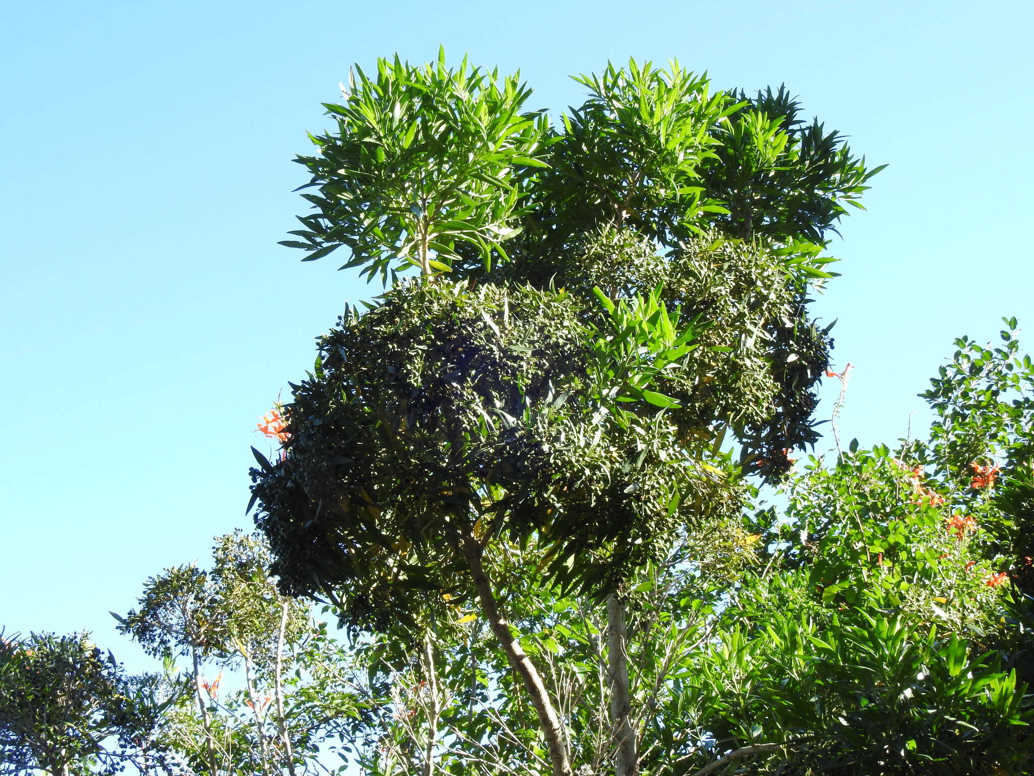 Image of Pavetta lanceolata Eckl.