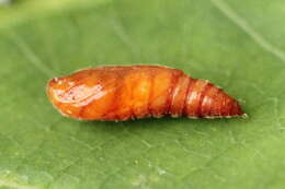 Image of Anacampsis timidella Wocke 1887
