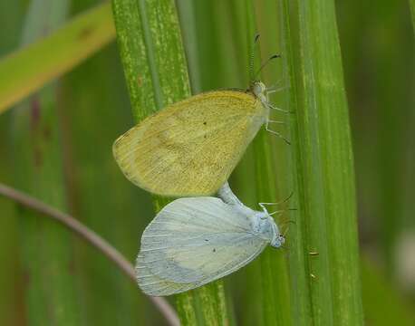 Image of Eurema elathea (Cramer (1777))