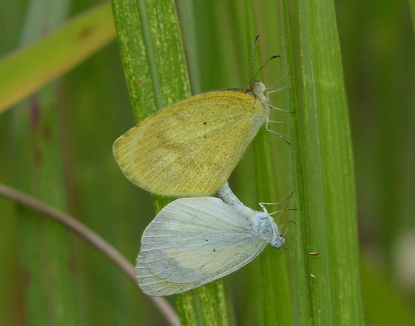 Image of Eurema elathea (Cramer (1777))