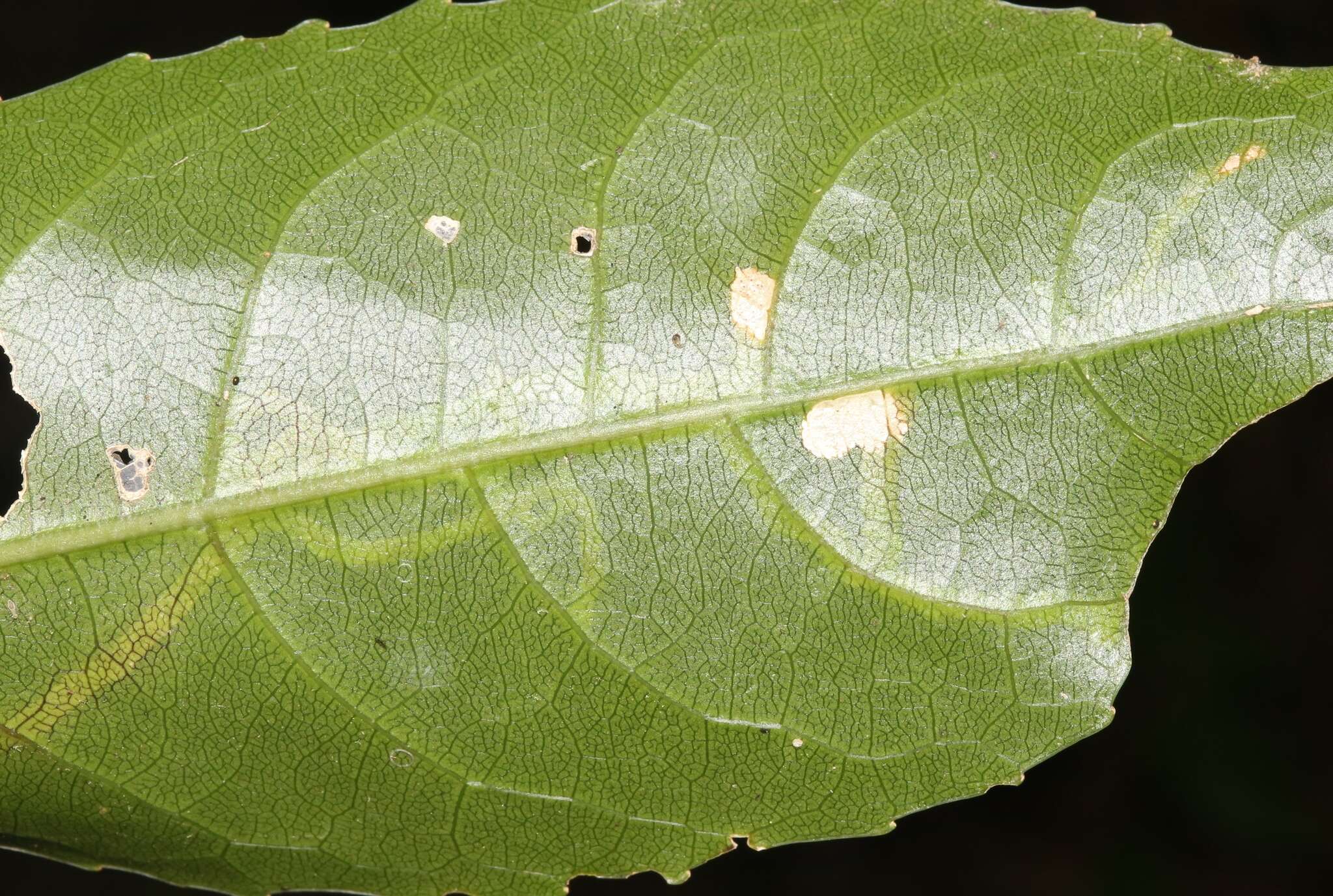 Image of Liriomyza flavolateralis (Watt 1923)
