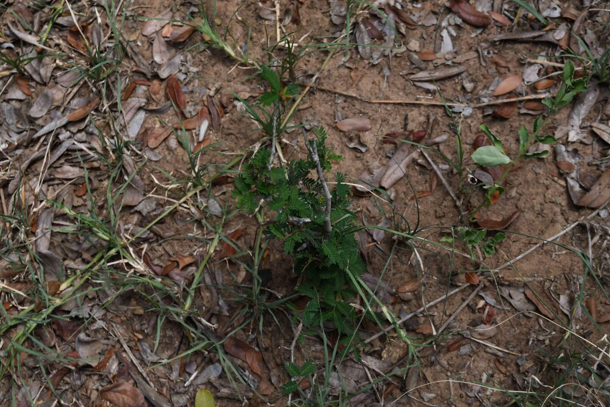 Image of Lebombo wattle