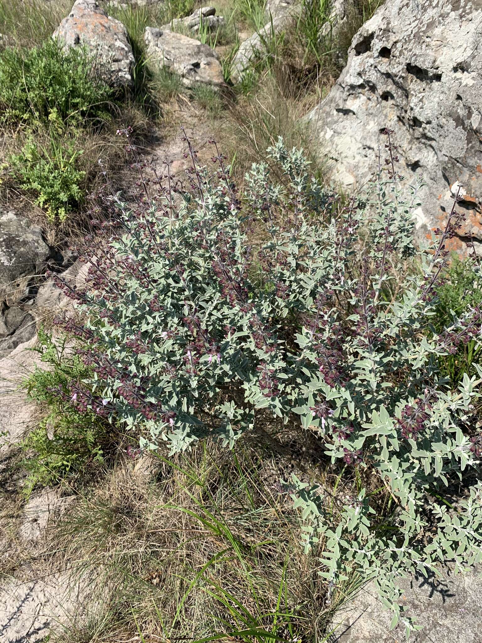 صورة Syncolostemon incanus (Codd) D. F. Otieno