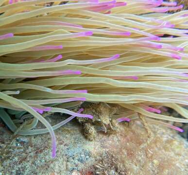 Image of Leach's spider crab