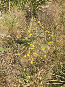 Image of narrowleaf silkgrass