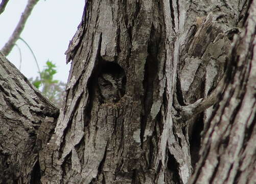 Image of Eastern Screech-Owl (McCall's)