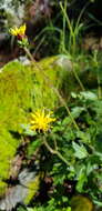 Sivun Tridax brachylepis Hemsl. kuva