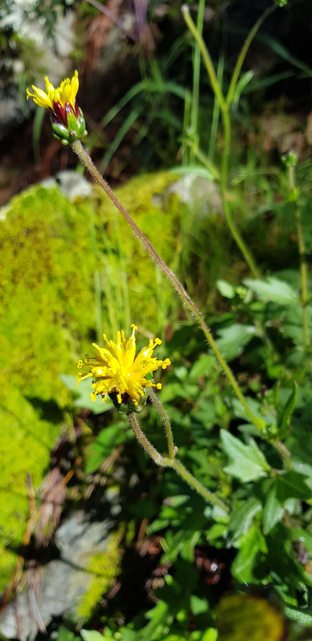 Sivun Tridax brachylepis Hemsl. kuva