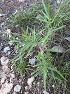 Image of Heller's Rosette Grass