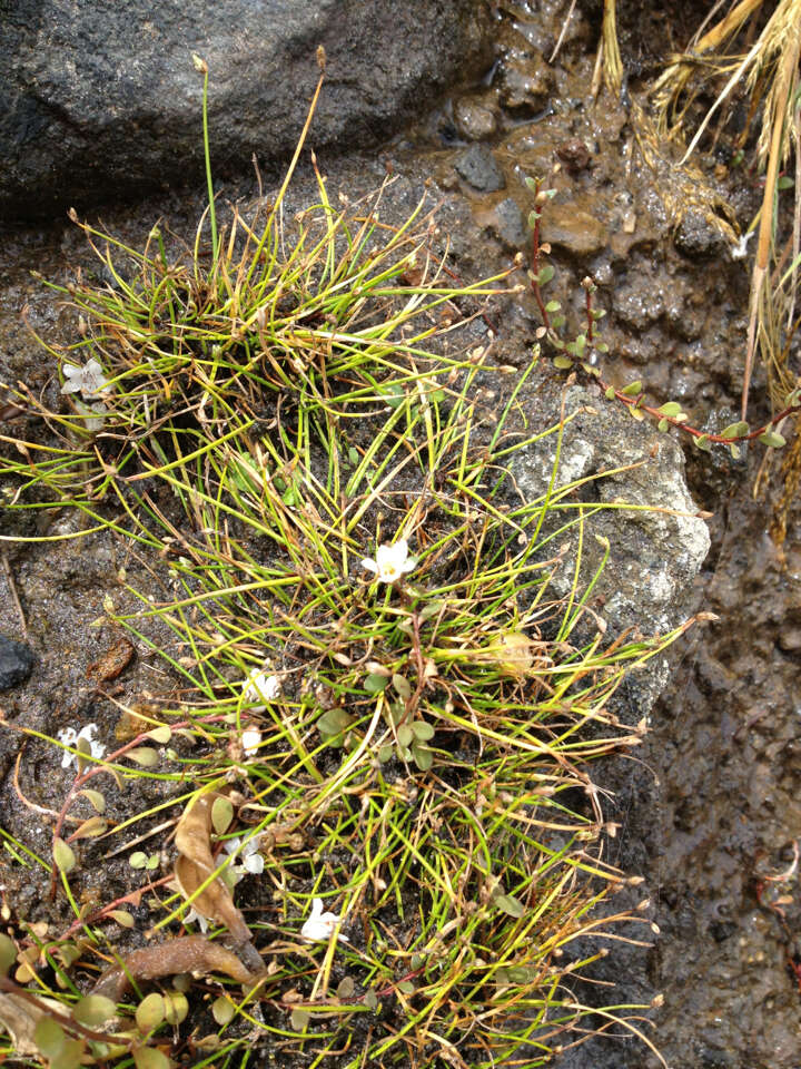 Слика од Isolepis cernua (Vahl) Roem. & Schult.