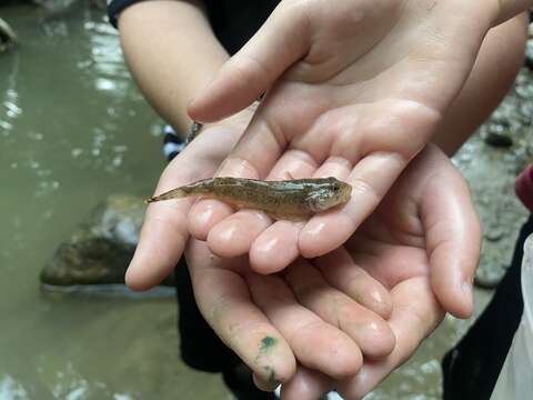 Image of Slimy Sculpin