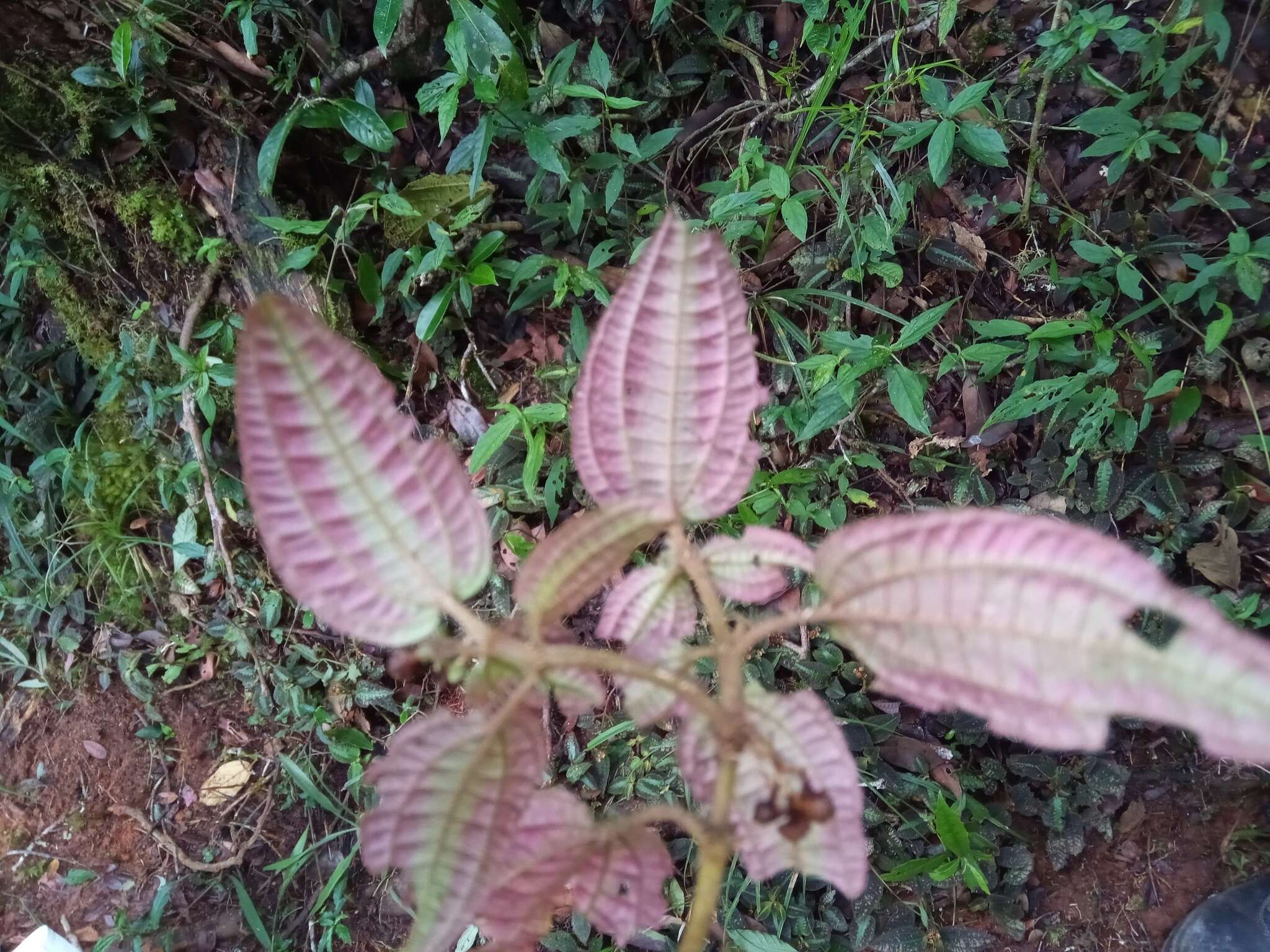 Image of Gravesia mirabilis H. Perrier