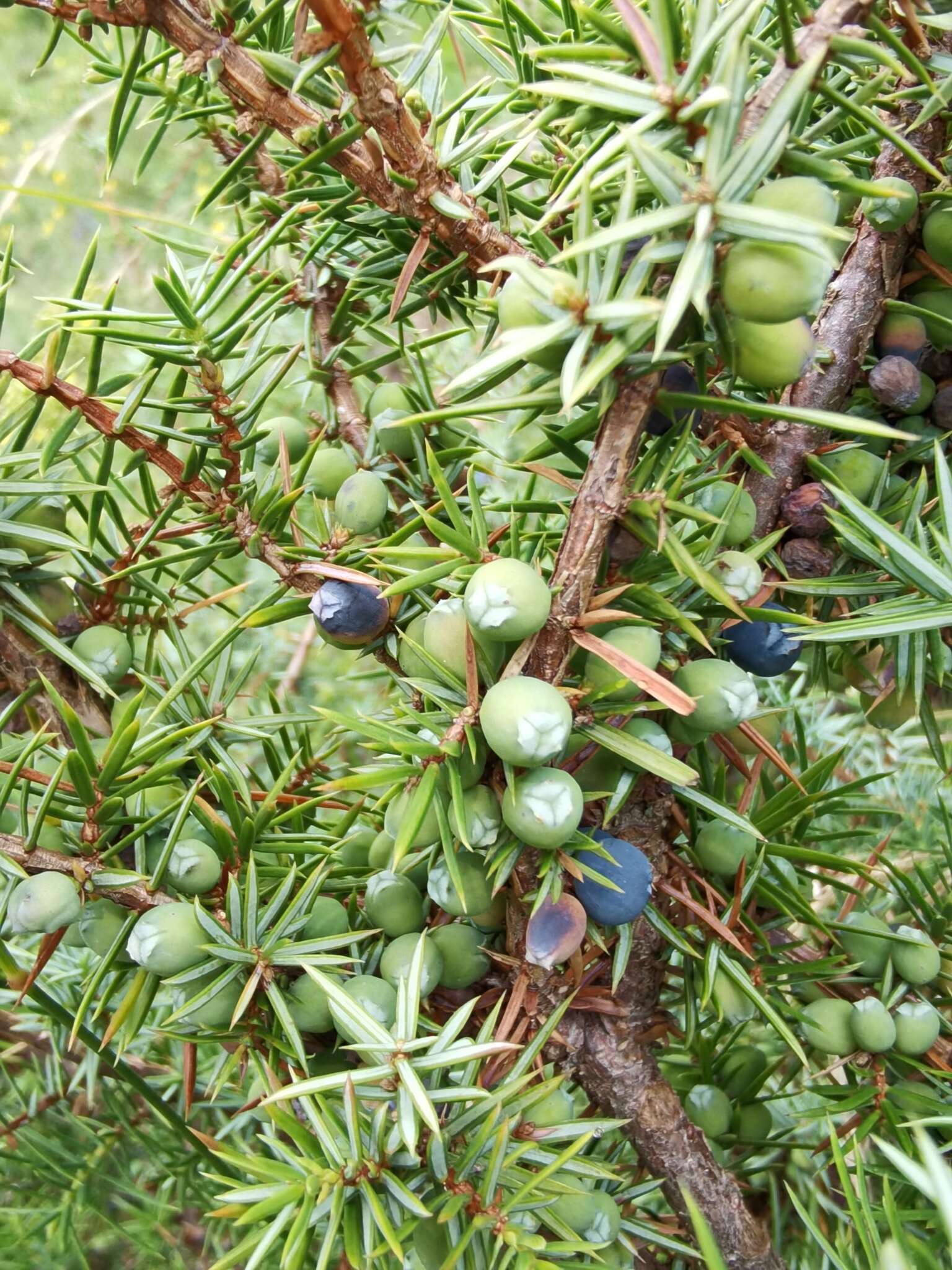 Plancia ëd Juniperus communis var. communis