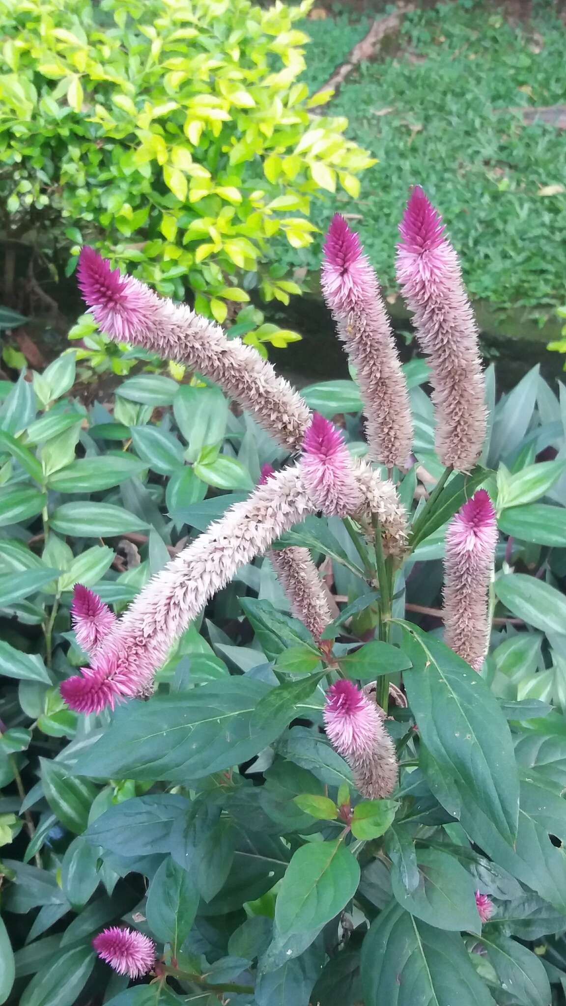 Imagem de Celosia spicata (Thou.) Spreng.