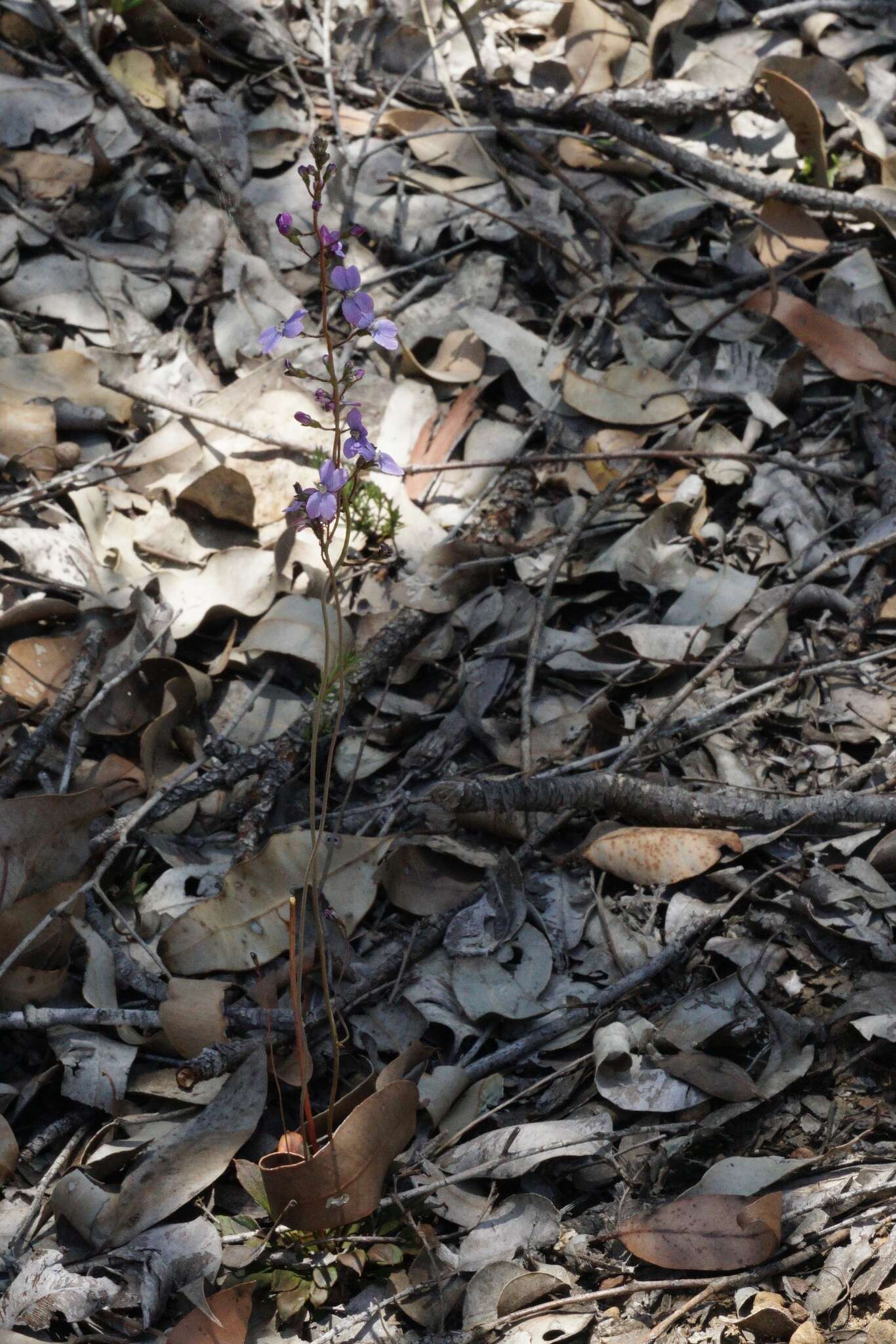 Image de Stylidium amoenum R. Br.