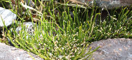 Image de Carmichaelia uniflora Kirk