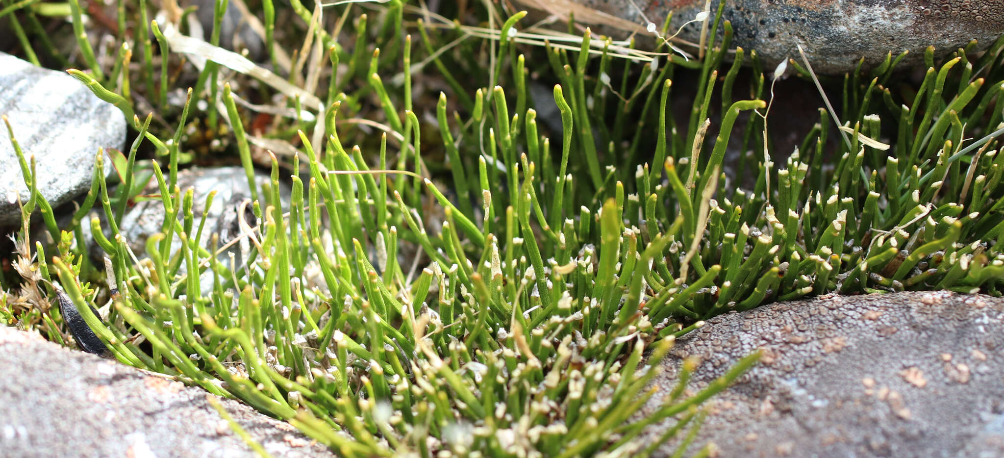 Image de Carmichaelia uniflora Kirk