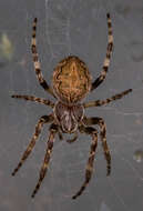 Image of Gray Cross Spider