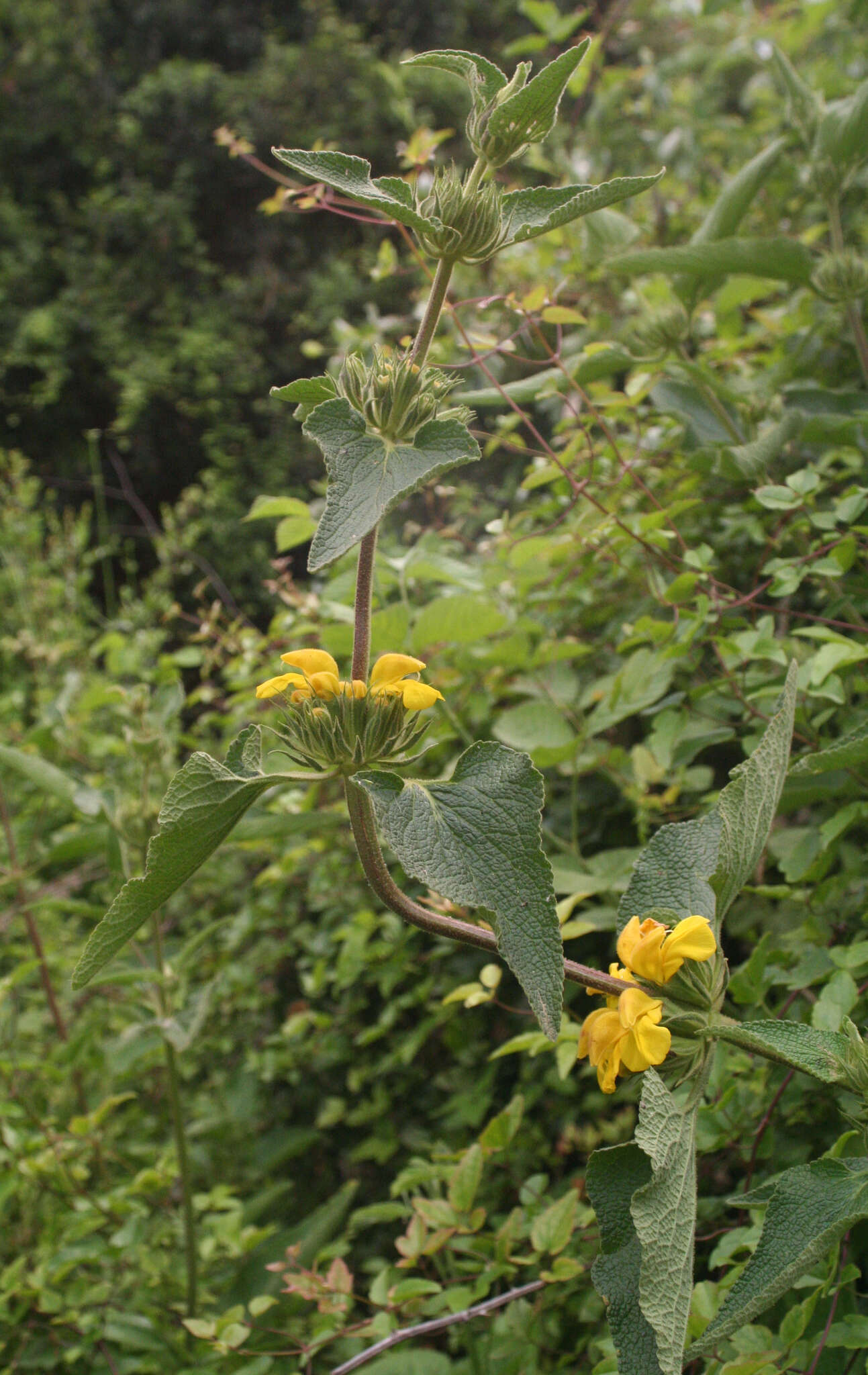 Слика од Phlomis viscosa Poir.