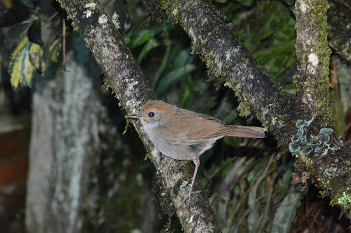 Image of Ruddy-capped Nightingale-Thrush