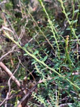 Sivun Bossiaea stephensonii F. Muell. kuva