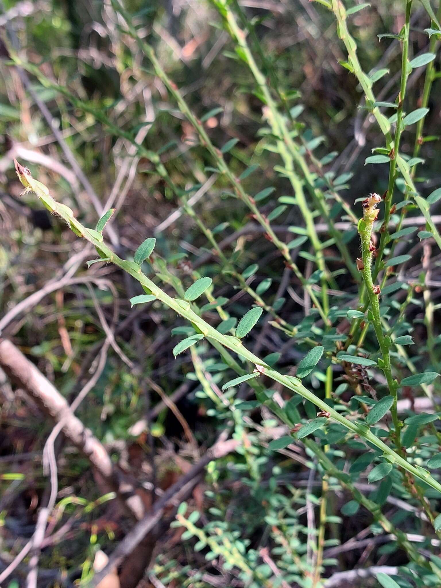 Plancia ëd Bossiaea stephensonii F. Muell.