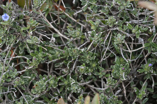 Plancia ëd Lithodora hispidula (Sm.) Griseb.