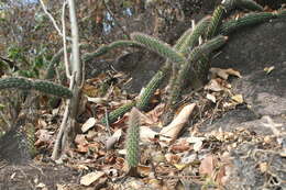 Image of Acanthocereus hirschtianus (K. Schum.) Lodé