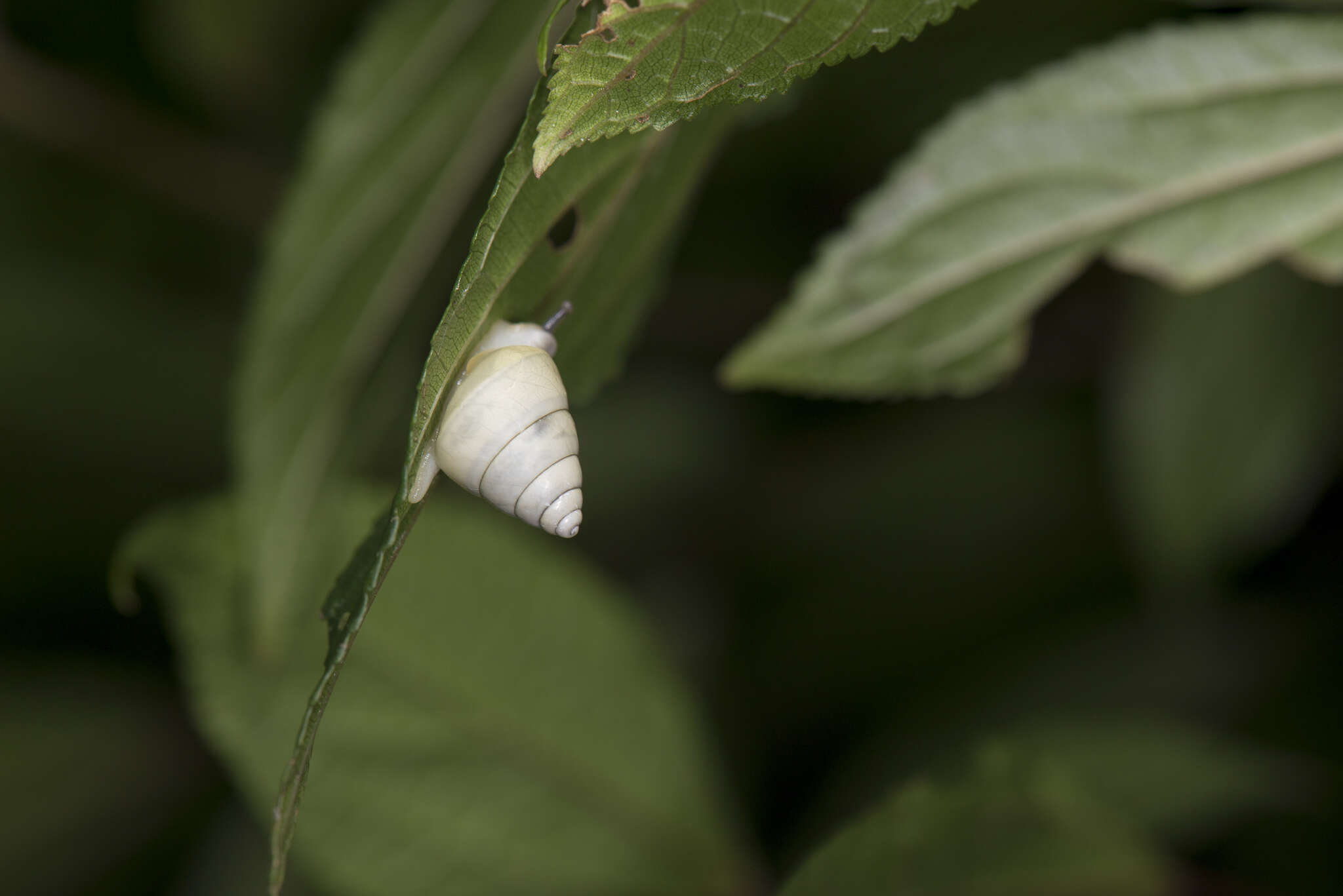 Image of Satsuma viridibasis Wu, Hwang & Lin 2008