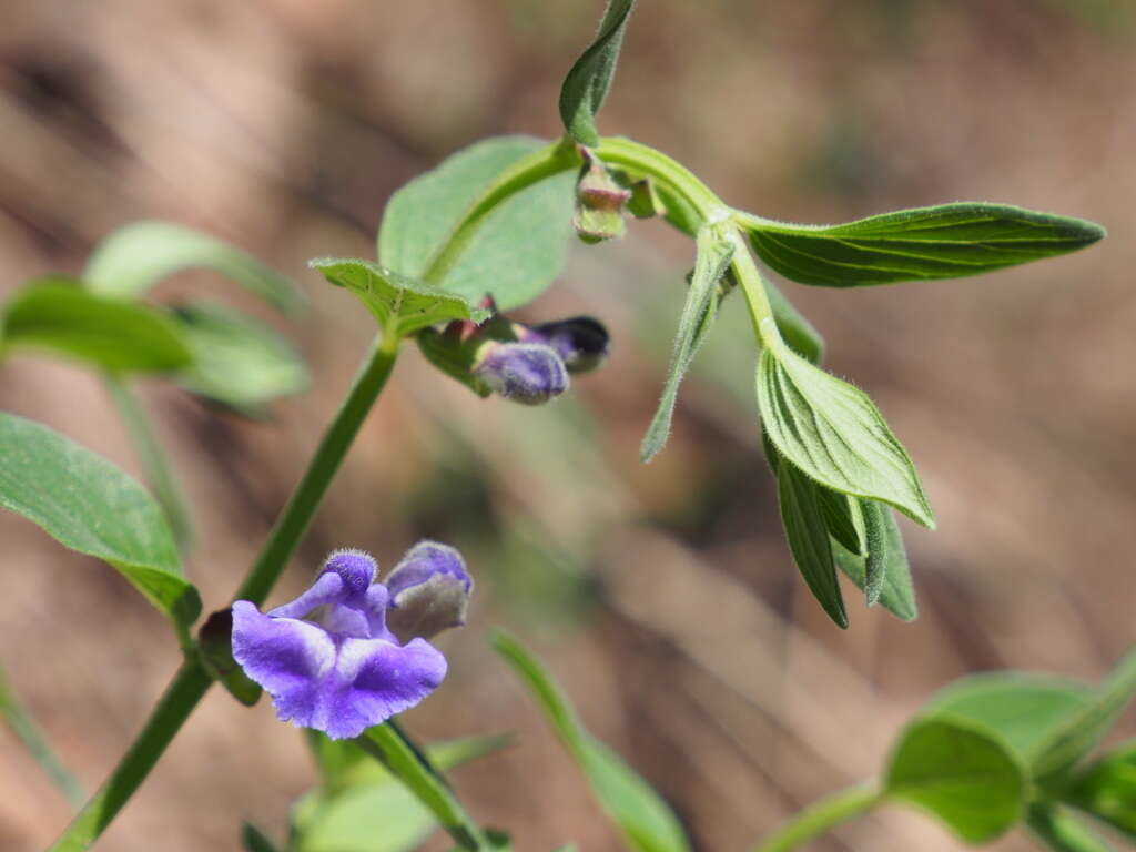 Image de Scutellaria brittonii Porter