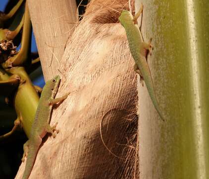 صورة Phelsuma dubia (Boettger 1881)