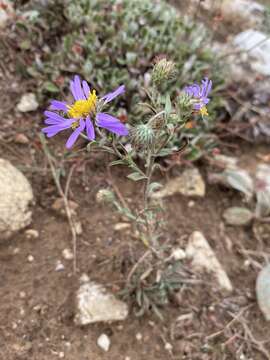 Dieteria bigelovii var. mucronata (Greene) D. R. Morgan & R. L. Hartman resmi