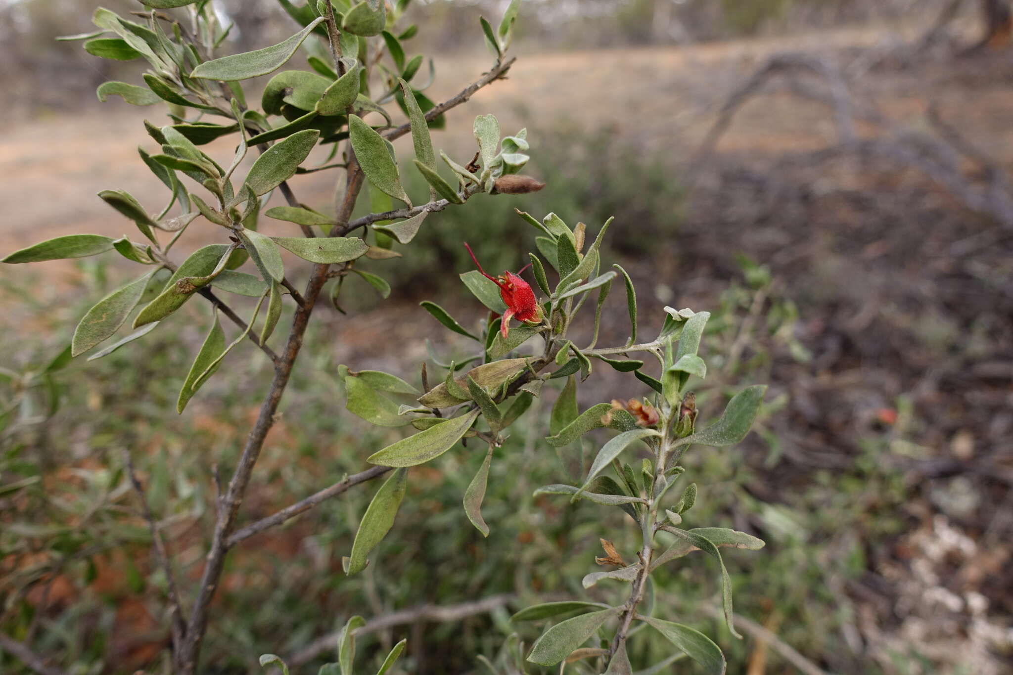 صورة Eremophila glabra subsp. glabra