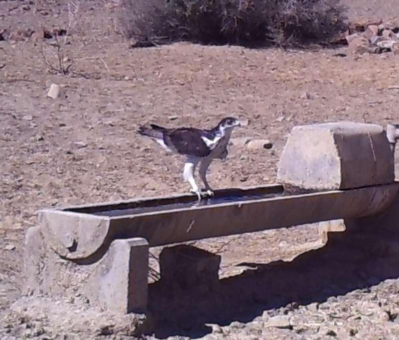 Image of African Hawk-Eagle