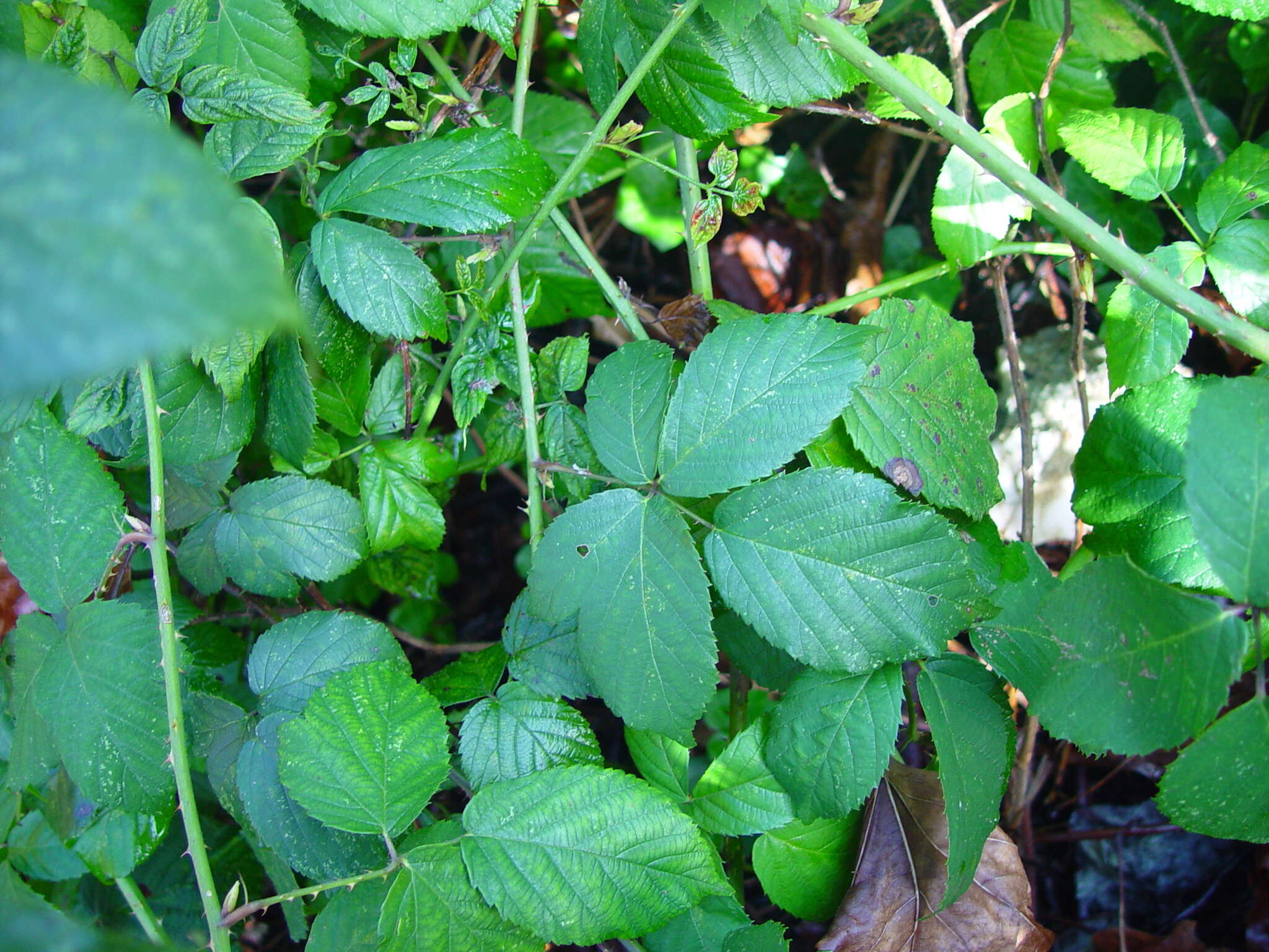 Image of Rubus sciocharis (Sudre) W. C. R. Watson